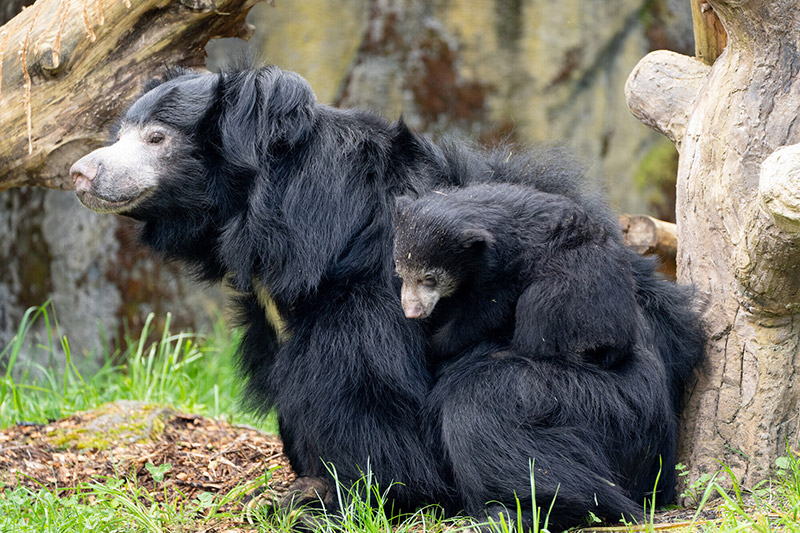 A sloth bear sits on the grass near a tree trunk, with a cub clinging to its back. The bears have long black fur and pale snouts, and the scene is set in a natural, outdoor environment.