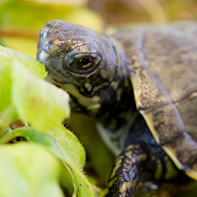A close-up of a small turtle nestled among green leaves, with its head and part of its shell visible. The turtles eye is looking toward the camera.