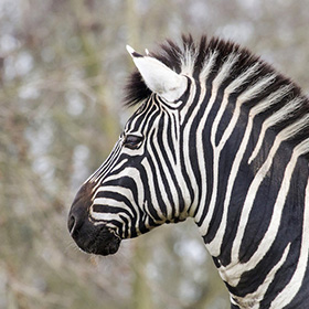 A close-up side view of a zebra standing outdoors, showing its black and white striped pattern with a blurred background of trees.