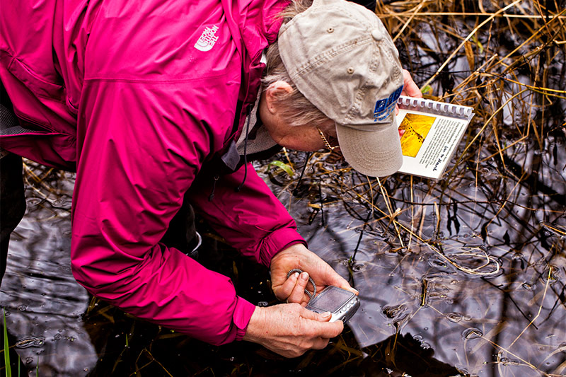 A person in a pink jacket and cap examines water in a marsh with a small device, while holding a laminated field guide showing insects or aquatic life.