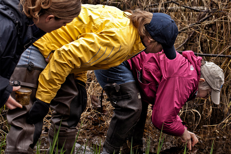 Three people wearing rain jackets and waders lean over wet ground, examining something closely in a marshy area with tall brown grass and muddy water.