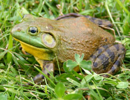 A green and brown frog with mottled skin sits on lush green grass, surrounded by clover leaves and blades of grass.