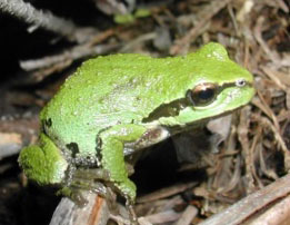 A close-up of a small green frog sitting on a stick among dried leaves and twigs. The frogs skin appears moist and slightly bumpy.