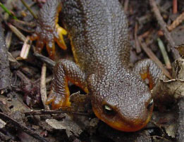 A close-up of a rough-skinned newt with bumpy, brownish skin and orange limbs, crawling on damp soil with scattered leaves and twigs.