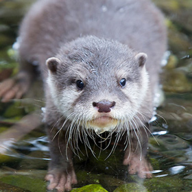 A close-up of a small otter standing in shallow water, looking up with its wet fur and long whiskers clearly visible.