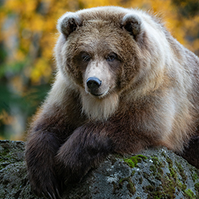 A brown bear with thick fur rests its front paws on a mossy rock, looking directly at the camera. The background shows blurred autumn foliage in shades of yellow and green.