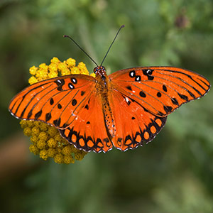 A vibrant orange butterfly with black spots and markings rests on a cluster of small, yellow flowers against a blurred green background.