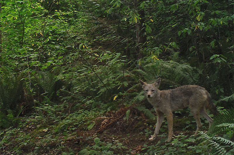 A coyote stands alert on a forest floor surrounded by green ferns and dense foliage, looking toward the camera.