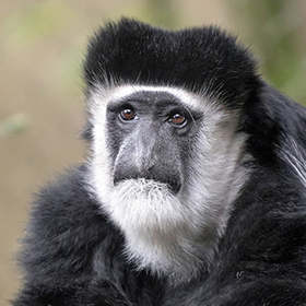A close-up of a black-and-white colobus monkey with expressive brown eyes, a black face, and a white beard, set against a blurred natural background.