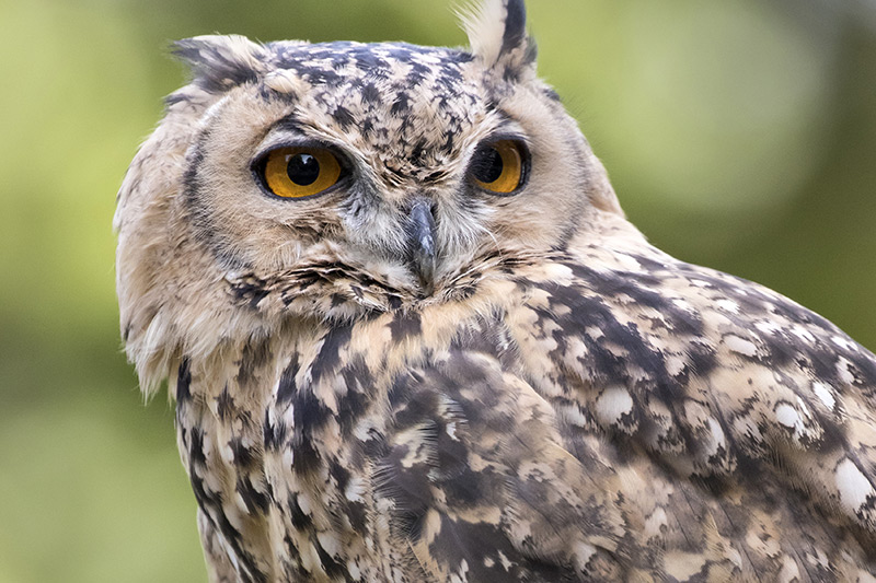 A close-up of an owl with yellow eyes and mottled brown and cream feathers, looking to the side against a blurred green background.