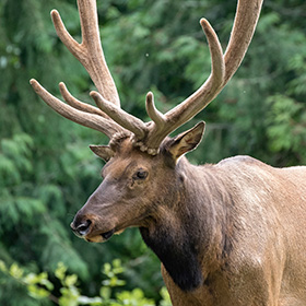 A close-up of an elk with large, velvety antlers standing outdoors in front of a blurred background of lush green foliage.