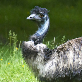 An emu with shaggy brown and gray feathers stands in tall grass, looking to the left. The background is green and blurred, highlighting the birds expressive face and neck.