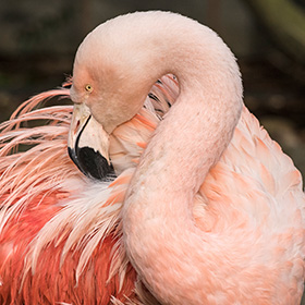 A close-up of a pink flamingo with its neck gracefully curved and its beak tucked into its feathers, showcasing its soft, textured plumage.