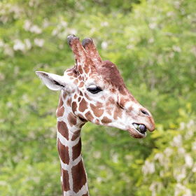 A close-up of a giraffes head and neck against a blurred green background. The giraffes mouth is slightly open, and its patterned fur and ossicones are clearly visible.