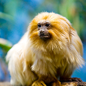 A golden lion tamarin with bright orange fur sits on a branch against a blurred blue and green background. Its expressive face is turned slightly to the side.
