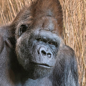 Close-up of an adult gorilla facing slightly to the left, with a serious expression and dark fur; dry tall grasses are visible in the background.