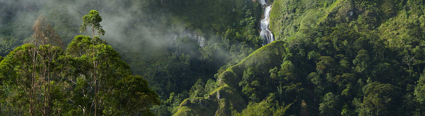 Dense green forest with mist rising among tall trees; a waterfall cascades down a lush, steep hillside in the background.