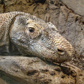 A close-up of a Komodo dragon resting its head on a rock, showing its rough, textured skin and alert eye in a sandy, natural habitat.