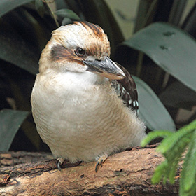A kookaburra with brown and white feathers is perched on a tree branch, surrounded by green leaves in the background.