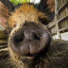 Close-up of a pig’s muddy snout and face, with one large ear visible. The pig is outdoors near a fence, and the background shows some greenery and a wooden structure.