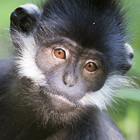 A close-up of a monkey with black fur, expressive brown eyes, and distinctive white markings on its cheeks and around its mouth, set against a green, natural background.