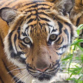 Close-up of a tigers face, showing its orange fur with black stripes, white whiskers, and intense eyes. Green plants are visible in the background.