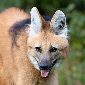 A maned wolf with large pointed ears and reddish-brown fur looks toward the camera with its mouth slightly open, standing in a green, blurred outdoor background.
