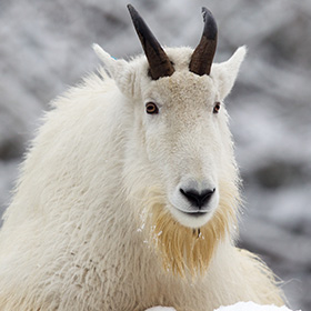 A mountain goat with thick white fur and curved black horns stands in front of a snowy, blurred background.