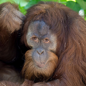 An orangutan with long reddish-brown hair and a thoughtful expression sits against a backdrop of green leaves, resting one hand on its head.