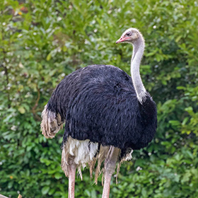 An ostrich with a long neck, black and white feathers, and long legs stands outdoors in front of green foliage.