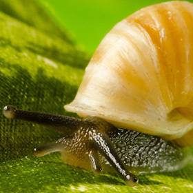Close-up of a snail with a yellowish shell and extended antennae crawling on a green leaf.