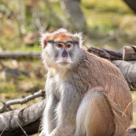 A patas monkey with reddish-brown fur sits on the ground outdoors, surrounded by branches and grass, looking directly at the camera.