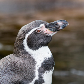 A close-up of a Humboldt penguin with a dark beak and distinctive black-and-white markings, standing against a blurred brown and gray background.