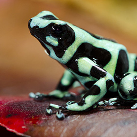 A close-up of a bright green and black poison dart frog sitting on a reddish-brown leaf.