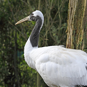 A white bird with a long neck and black markings on its head and neck stands next to a tree, with a background of green foliage.