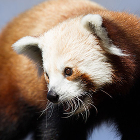 A close-up of a red panda with reddish-brown fur, white ears, and a bushy face, looking slightly to the side against a blurred background.
