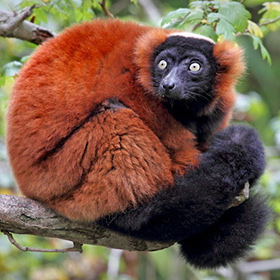 A red ruffed lemur with thick reddish-brown fur and a black face sits curled up on a tree branch, looking wide-eyed and alert amid green foliage.