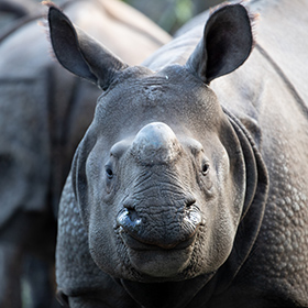 A close-up of a rhinoceros facing the camera, showing its thick, textured skin and a single horn on its nose. Another rhino is partially visible in the background.