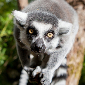 A close-up of a ring-tailed lemur with striking yellow eyes and black-and-white facial markings, looking directly at the camera with its front legs extended, set against a blurred outdoor background.