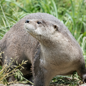 An otter with brown fur stands on grass and looks upward, surrounded by green vegetation, in a natural outdoor setting.