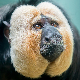 Close-up of a white-faced saki monkey with fluffy, light-colored fur around its face and dark fur on its nose and body, looking slightly upward with expressive brown eyes.