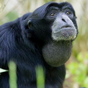 A close-up of a black-furred monkey with a large, prominent throat pouch, sitting among green foliage and looking slightly upwards.