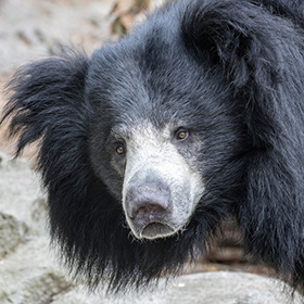 A close-up of a sloth bear with thick, shaggy black fur and a pale snout, looking directly at the camera. Rocky ground and blurred foliage are visible in the background.