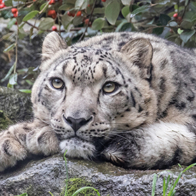 A snow leopard lies on a rock, resting its head on its front paws and gazing forward. Its thick, spotted fur and piercing eyes are prominent. Green leaves and red berries are visible in the background.