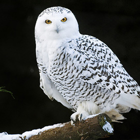 A snowy owl with white feathers and black markings sits on a snowy tree branch, staring directly ahead with bright yellow eyes. The background is dark, making the owl stand out prominently.