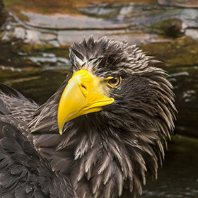 A close-up of a Steller’s sea eagle with a striking yellow beak, intense yellow eyes, and ruffled dark brown and white feathers, set against a blurred natural background.