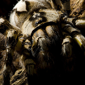Close-up of a large, hairy spider with brown and tan markings, resting on a rough, earthy surface. The image highlights the spiders legs and textured body in dramatic lighting.