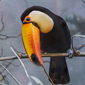A toucan with a large orange and yellow beak perches on a branch, facing left. Its black body contrasts with its white throat and colorful beak. The background is blurred with muted tones.