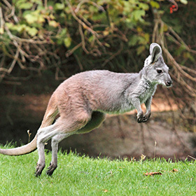 A kangaroo with gray-brown fur is hopping on green grass, with leafy branches and a blurred background behind it.