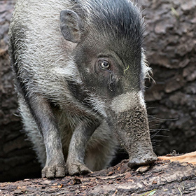 A close-up of a warty pig with coarse gray fur, a long snout, and a log in the background. The animal is looking down and appears to be foraging.